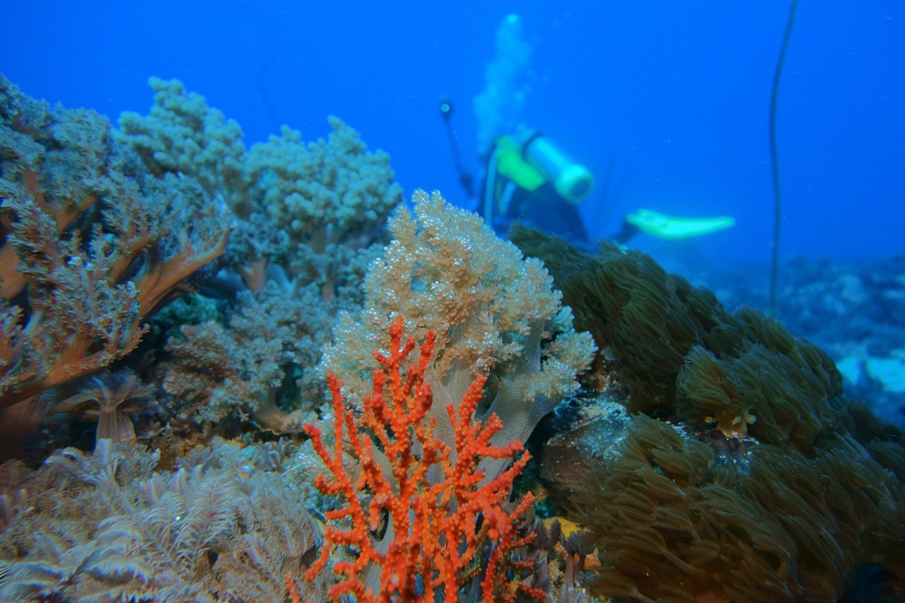 How to Reduce Your Impact in Australia’s Ningaloo Reef